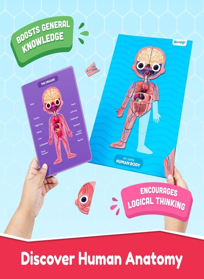 Bloomingo My Super Human Body Magnetic Puzzle Kit | Explore the Wonders of the Human Body with Fun Magnetic Layers | Learn About Skeleton, Muscles & Organs | Exciting Science Gift for Kids Age 5+ - Image 2