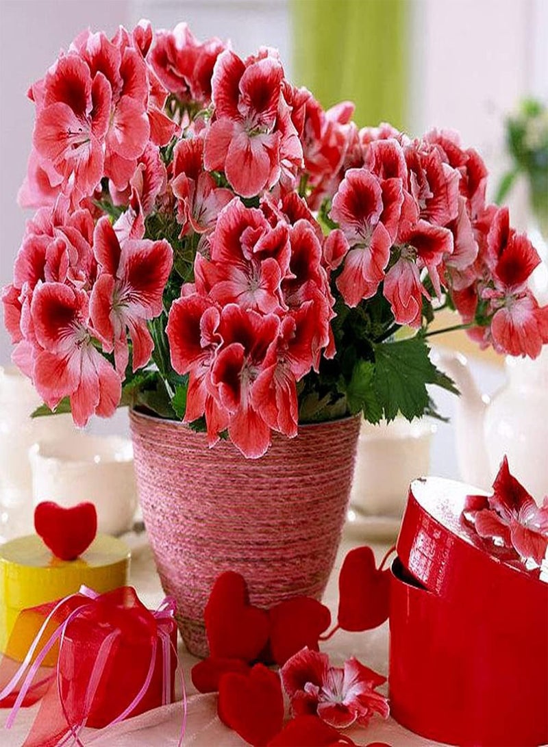 جي جوت 30 قطعة من بذور إبرة الراعي الوردية المزروعة في فناء الحديقة، أزهار جميلة مناسبة لتزيين تراسات الشرفات وتنقية الهواء - Image 1