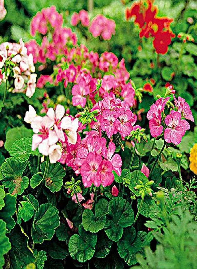 جي جوت 30 قطعة من بذور إبرة الراعي الوردية المزروعة في فناء الحديقة، أزهار جميلة مناسبة لتزيين تراسات الشرفات وتنقية الهواء - Image 2