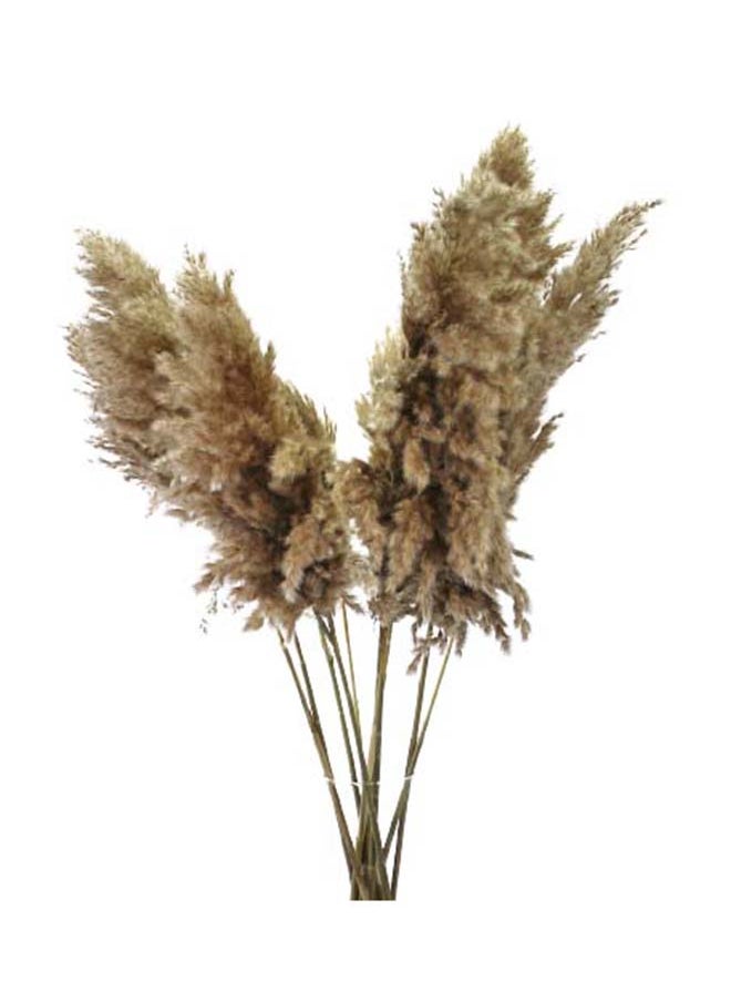 Generic Fancy 10 XL  Natural Dried Pampas Grass Home Decorations Branches -70 Cm  - Image 1