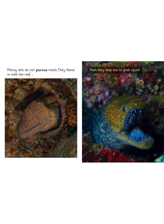 Fish that Fool: Phase 5 Set 1 - Image 4