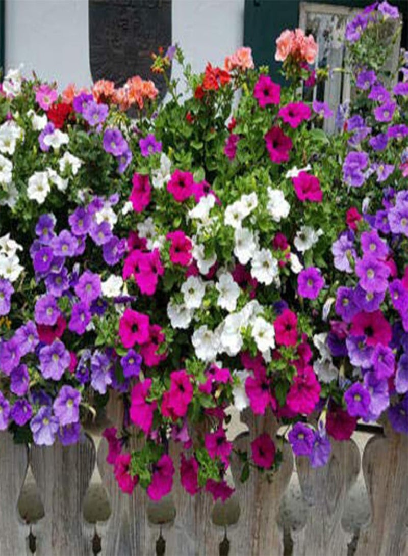GGOOT 100Pcs Petunia Seeds Colorful Morning Glory Seeds Perennial Flower Climbing Vine Plant Flower Seeds for Hanging Basket Garden Bonsai Planter Decoration Purple - Image 5
