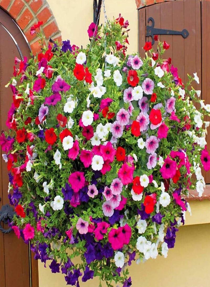 GGOOT 100Pcs Petunia Seeds Colorful Morning Glory Seeds Perennial Flower Climbing Vine Plant Flower Seeds for Hanging Basket Garden Bonsai Planter Decoration Purple - Image 4