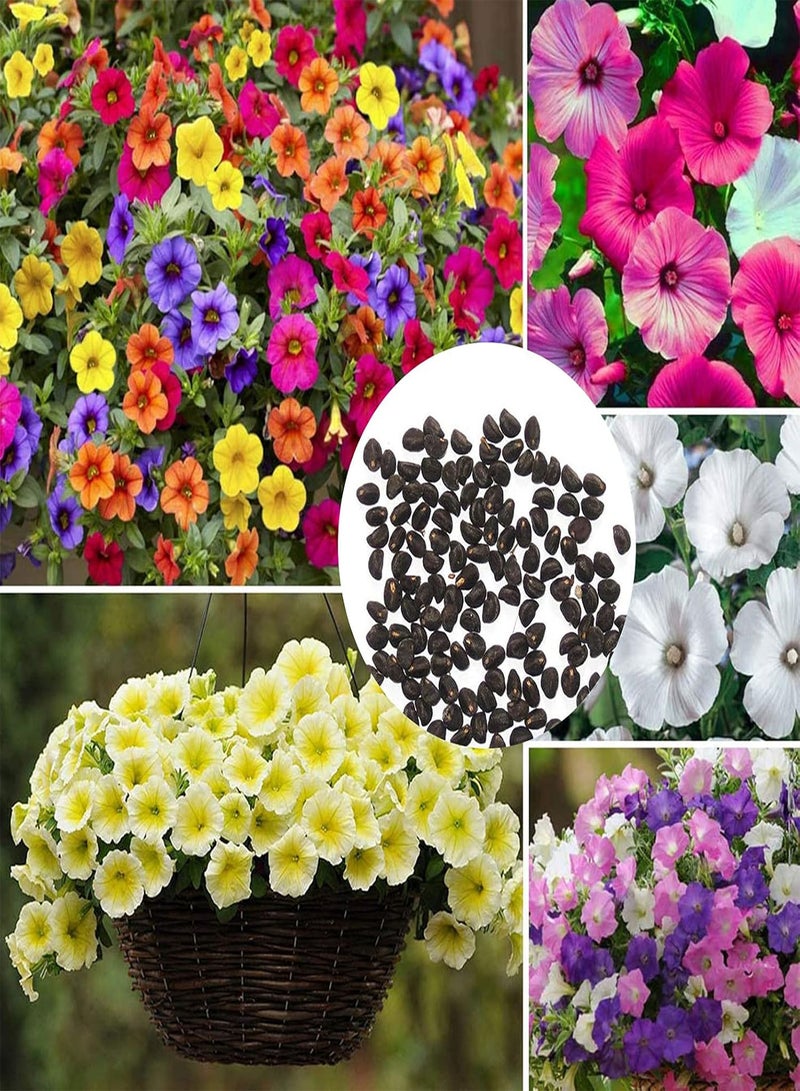 GGOOT 100Pcs Petunia Seeds Colorful Morning Glory Seeds Perennial Flower Climbing Vine Plant Flower Seeds for Hanging Basket Garden Bonsai Planter Decoration Purple - Image 2