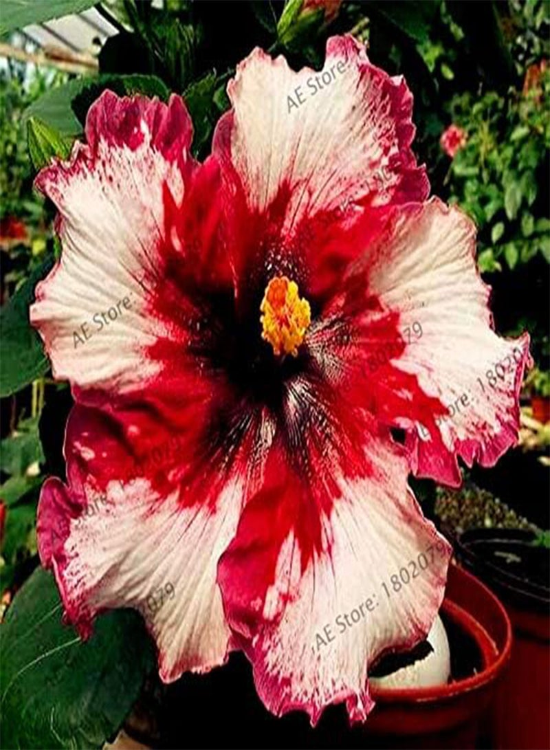 GGOOT New 105 pcs Dinnerplate Hibiscus Perennial Flower Seeds for Gardening Mixed 11 - Image 4