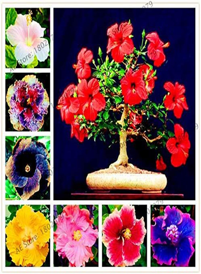 GGOOT New 105 pcs Dinnerplate Hibiscus Perennial Flower Seeds for Gardening Mixed 11 - Image 2