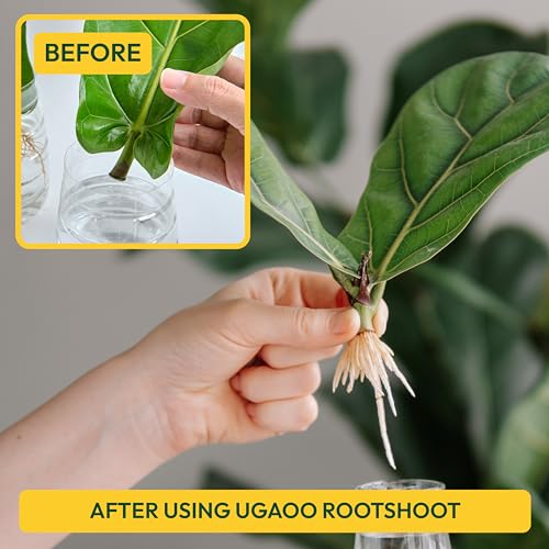 Ugaoo Rooting Hormone Powder for Plant Cuttings – Root Shoot 50g | Fast Root Growth Booster for Garden & Indoor Plants - Image 2