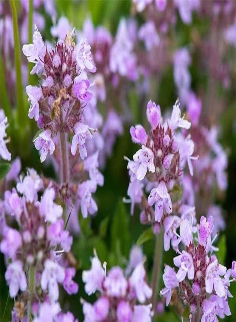 GGOOT 10 Wild Thymus Puleglioides Seeds Creeping Lemon Thyme Thymus Puleglioides Bertram Anderson Larger Broadleaf Thyme  - Image 2