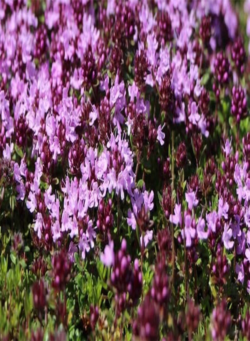 GGOOT 10 Wild Thymus Puleglioides Seeds Creeping Lemon Thyme Thymus Puleglioides Bertram Anderson Larger Broadleaf Thyme  - Image 5