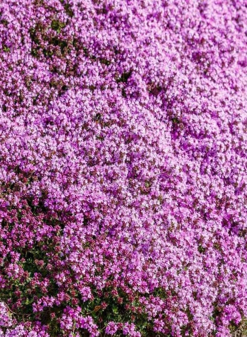 GGOOT 10 Wild Thymus Puleglioides Seeds Creeping Lemon Thyme Thymus Puleglioides Bertram Anderson Larger Broadleaf Thyme  - Image 3