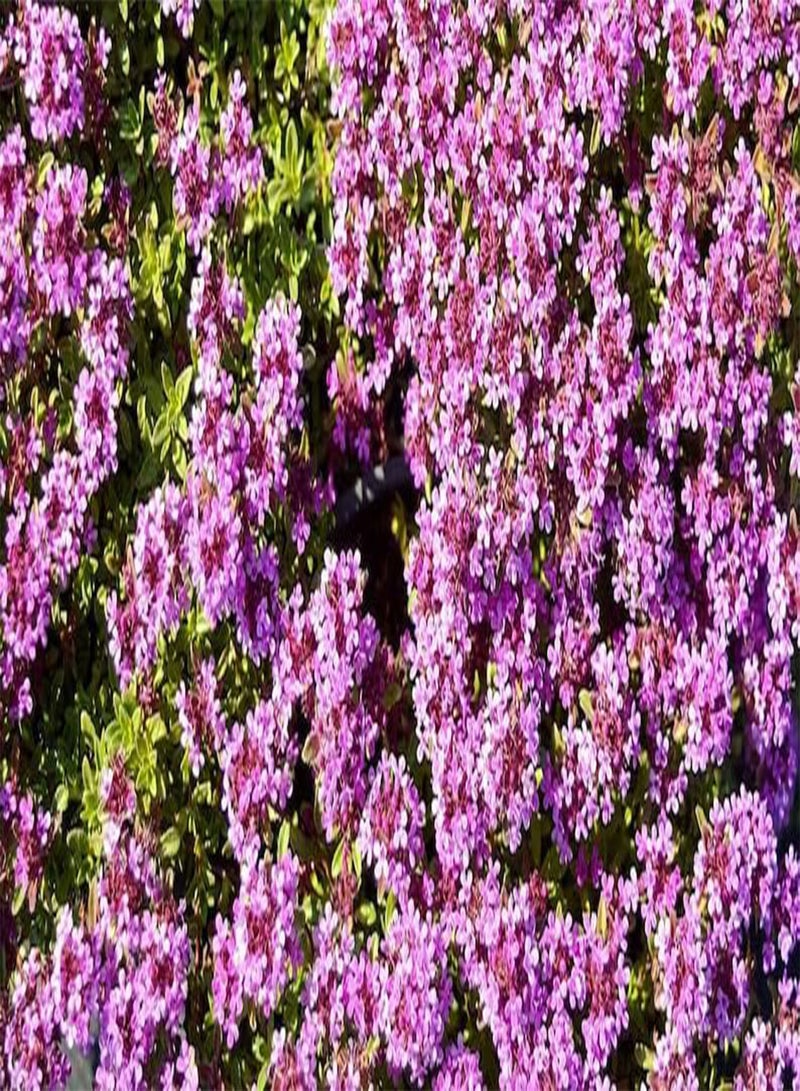 GGOOT 10 Wild Thymus Puleglioides Seeds Creeping Lemon Thyme Thymus Puleglioides Bertram Anderson Larger Broadleaf Thyme  - Image 1