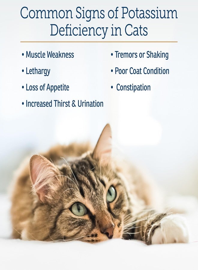 Rx Vitamins Amino B+K - Cat Vitamin B & Potassium Supplement for Cats - with Amino Acids Taurine & Lysine - Aids in Cat Kidney Support & Immune Support for Cats - Liver & Bacon 4oz - Image 4