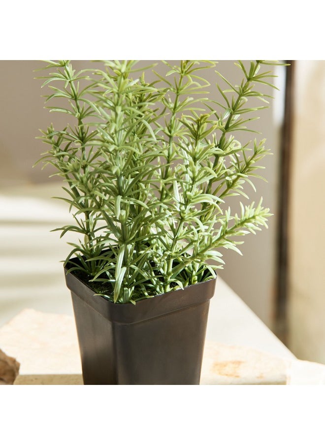 Home Box Liara Rosemary Potted Plant in a Pot 21 cm  - Image 2