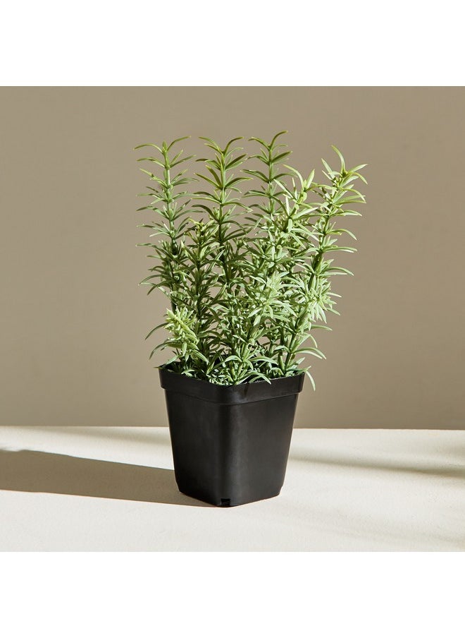 Home Box Liara Rosemary Potted Plant in a Pot 21 cm  - Image 4