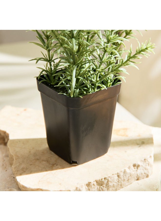 Home Box Liara Rosemary Potted Plant in a Pot 21 cm  - Image 3