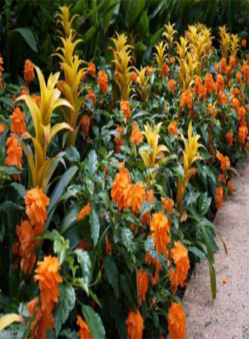 جي جوت بذور كروساندرا، مربى البرتقال - زهرة المفرقعة النارية - نبات نادر جدًا - Image 1