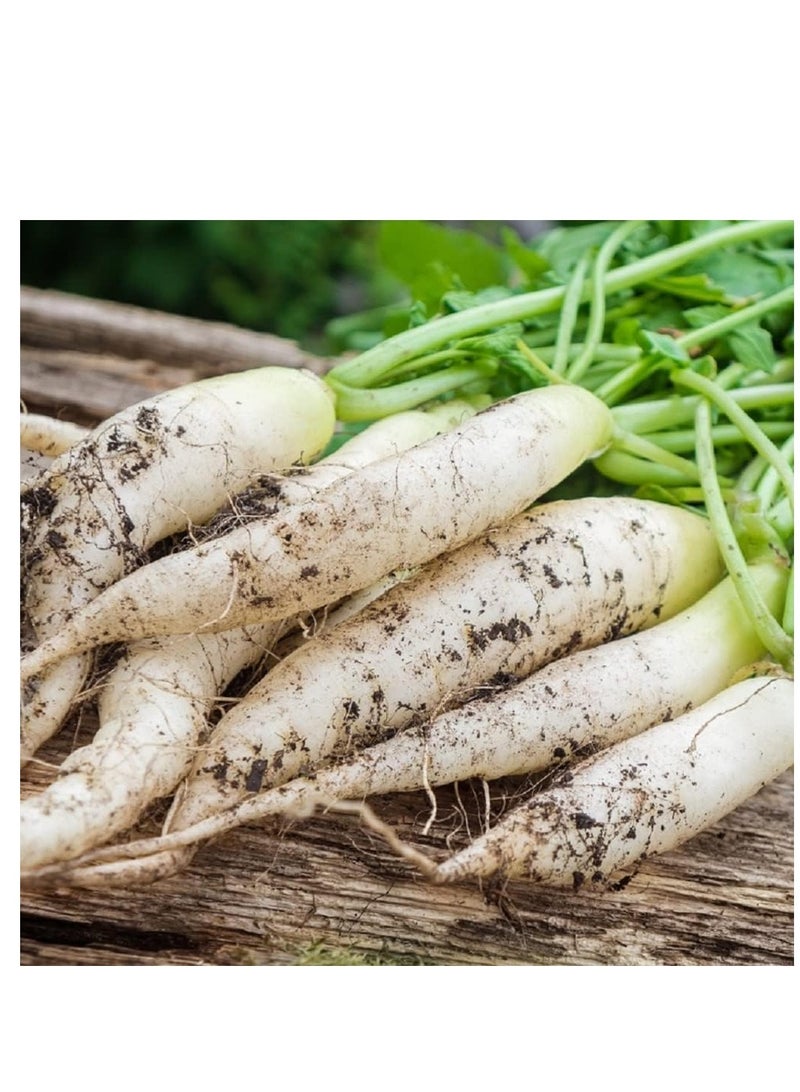 vsell24 عبوة 3 من بذور الفجل الأبيض العضوي (10 جرام لكل منها) - غير معدلة وراثيًا، ازرع الفجل الطازج في المنزل مع نقاء ومعدل إنبات عالي - Image 1