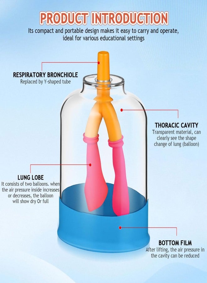 PRETYZOOM Human Lung Breathing Model for Scientific Experiments Educational Anatomy Tool for Lung Function Simulation Lightweight Design for Classrooms and Research Settings - Image 3