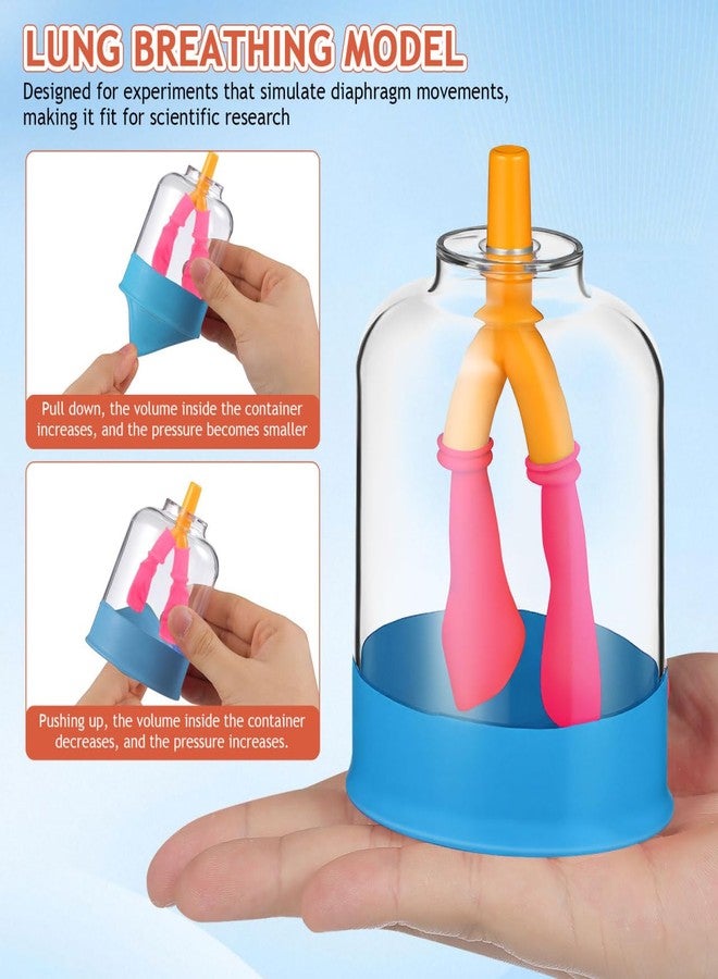 PRETYZOOM Human Lung Breathing Model for Scientific Experiments Educational Anatomy Tool for Lung Function Simulation Lightweight Design for Classrooms and Research Settings - Image 2