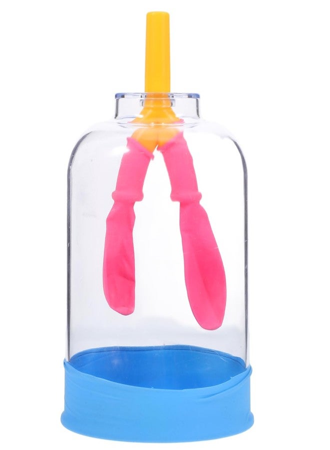 PRETYZOOM Human Lung Breathing Model for Scientific Experiments Educational Anatomy Tool for Lung Function Simulation Lightweight Design for Classrooms and Research Settings - Image 1