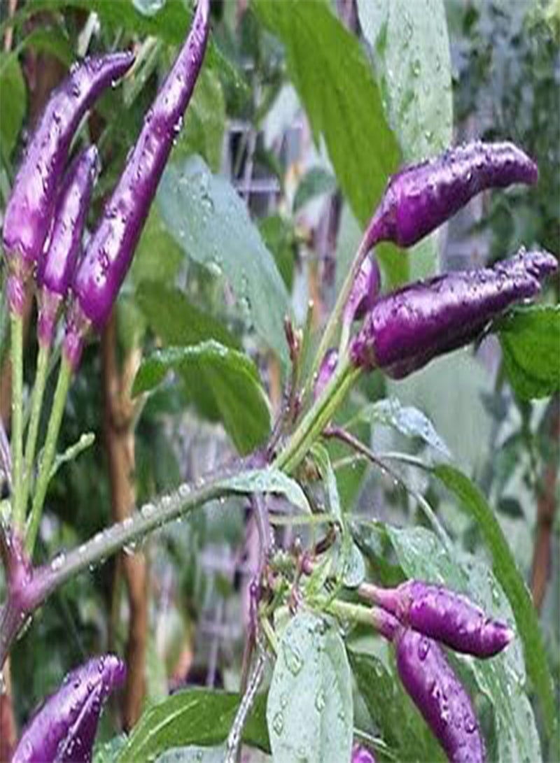 GGOOT Masquerade Chilli - Capsicum Annuum Vegetable Seeds, Home Garden Planting by Heavy Torch, 15 Seeds - Image 1
