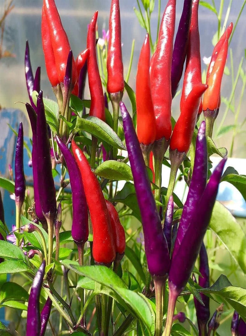 GGOOT Masquerade Chilli - Capsicum Annuum Vegetable Seeds, Home Garden Planting by Heavy Torch, 15 Seeds - Image 2