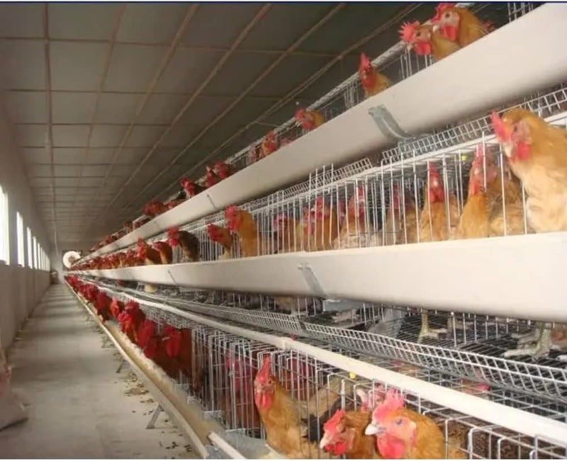 Litewoo Mcitymall66 10Pcs Feed Automatic Poultry Water Drinking Cups Bird Coop Chicken Fowl Drinker - Image 4