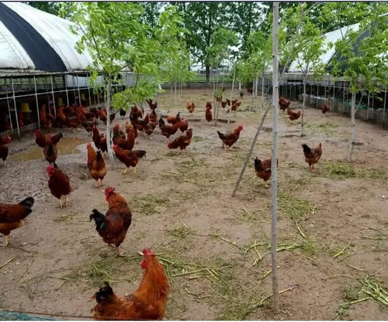Litewoo Mcitymall66 10Pcs Feed Automatic Poultry Water Drinking Cups Bird Coop Chicken Fowl Drinker - Image 5