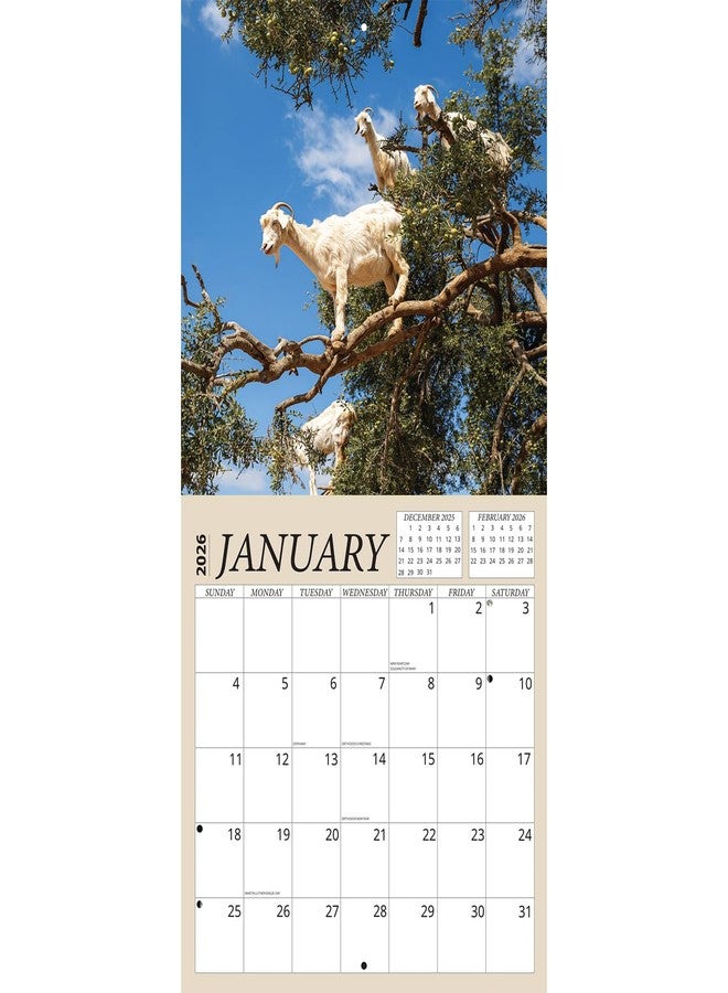 Crenstone Goats in Trees Calendar 2026 - Deluxe 2026 Bizarre Goats Wall Calendar Bundle with Over 100 Calendar Reminder Stickers (Animal Gag Gifts, Office Supplies) | Made In The USA - Image 3