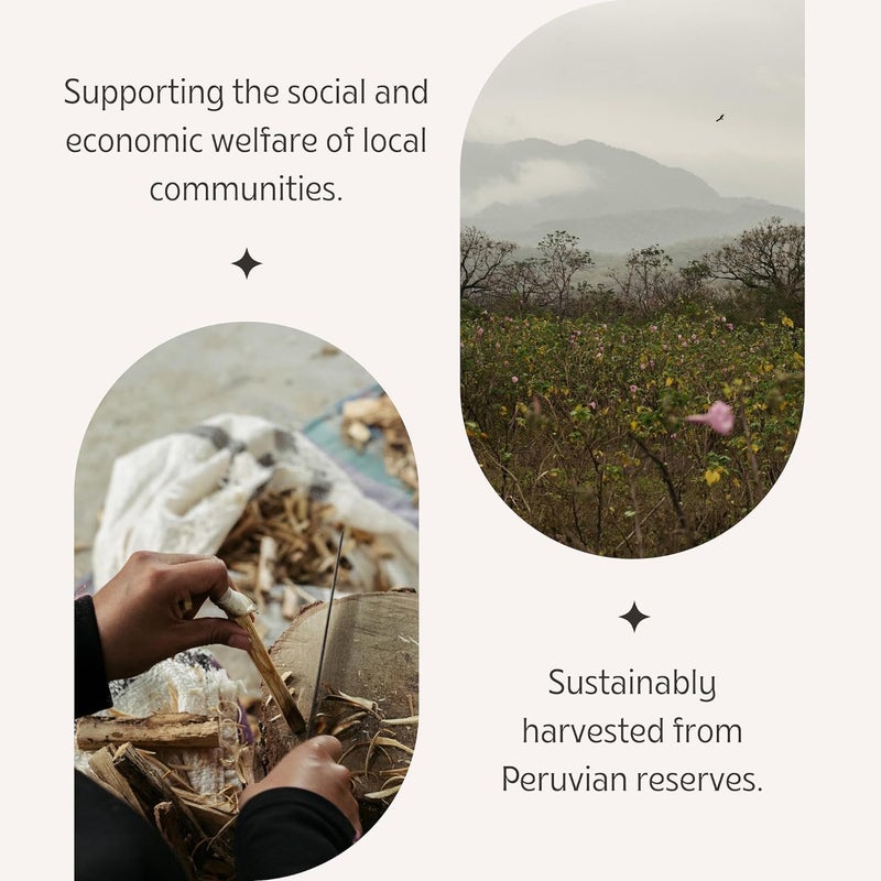 BAKA باكا بالو سانتو الخشب المقدس الطويل لتنقية التطهير والتأمل طبيعي ومستدام تم جمعه من البرية 5 قطع - Image 5