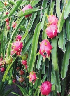 GGOOT 30Pcs Red Dragon Fruit Seeds (Hylocereus Undatus) Perennial Sweet Pitaya Strawberry Pear Fruit Fresh Premium Seeds for Planting Garden Yard Outdoor  - Image 3