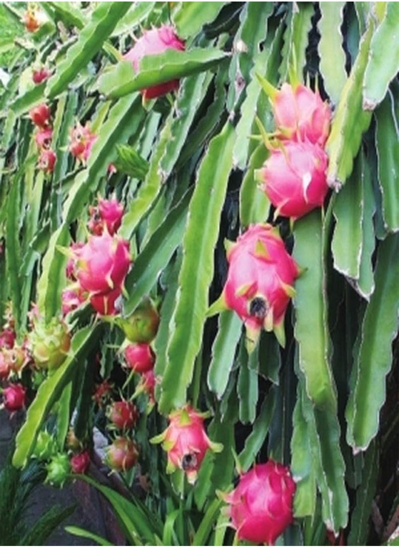 GGOOT 30Pcs Red Dragon Fruit Seeds (Hylocereus Undatus) Perennial Sweet Pitaya Strawberry Pear Fruit Fresh Premium Seeds for Planting Garden Yard Outdoor  - Image 3