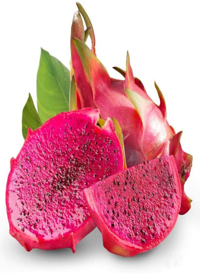 GGOOT 30Pcs Red Dragon Fruit Seeds (Hylocereus Undatus) Perennial Sweet Pitaya Strawberry Pear Fruit Fresh Premium Seeds for Planting Garden Yard Outdoor  - Image 1