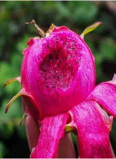 GGOOT 30Pcs Red Dragon Fruit Seeds (Hylocereus Undatus) Perennial Sweet Pitaya Strawberry Pear Fruit Fresh Premium Seeds for Planting Garden Yard Outdoor  - Image 2