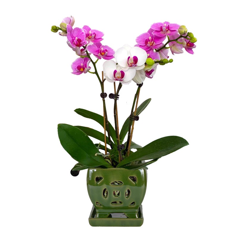 w w W&W Orchid Pot with Holes and Saucer for Repotting, Seagreen, 5.5" - Image 1
