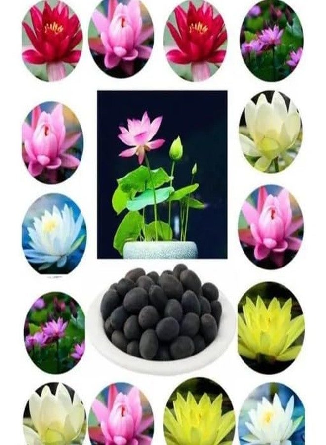 Lotus aquatic planting seeds designed for natural water environments such as bowls ponds and tanks pack of 50 - Image 1