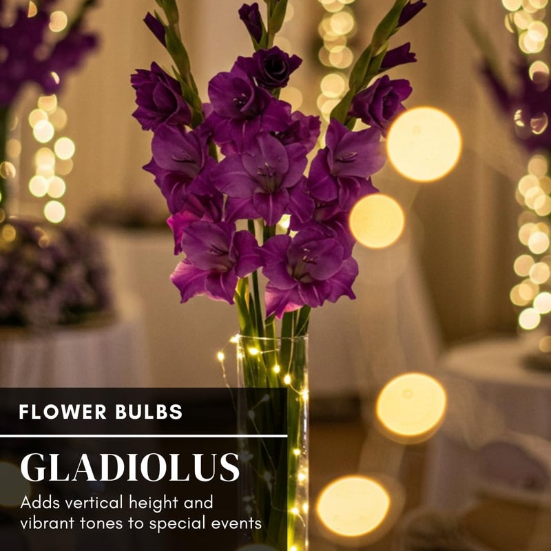 CZ Grain Purple Flora Gladiolus Bulbs to Grow - Sword Lily, Easy to Grow Perennial Garden or Container Flowers (5 Bulbs) - Image 5