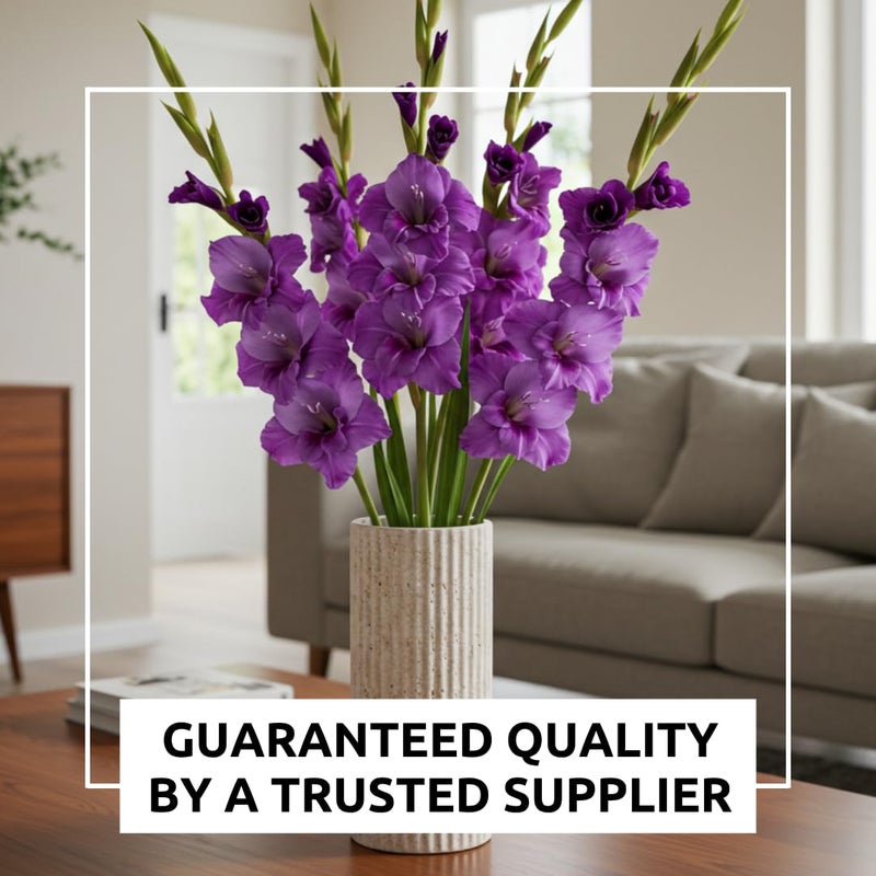 CZ Grain Purple Flora Gladiolus Bulbs to Grow - Sword Lily, Easy to Grow Perennial Garden or Container Flowers (5 Bulbs) - Image 3