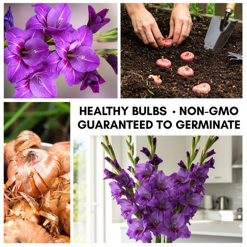 CZ Grain Purple Flora Gladiolus Bulbs to Grow - Sword Lily, Easy to Grow Perennial Garden or Container Flowers (5 Bulbs) - Image 2