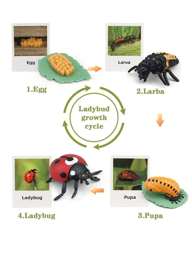 YelaJoy - Life Cycle Learning and Education Toys，Plastic Animal Toys Figurines for Frog, Butterfly, Ladybug,Plants Kit,Montessori Toys,Gift for Girl & Boy for 3 to 7 Year Old(4 pcs) - Image 1