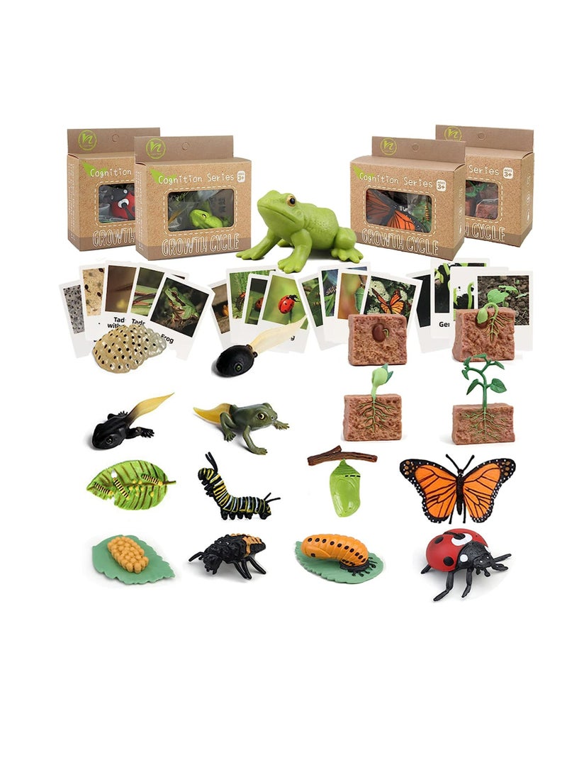 YelaJoy - Life Cycle Learning and Education Toys，Plastic Animal Toys Figurines for Frog, Butterfly, Ladybug,Plants Kit,Montessori Toys,Gift for Girl & Boy for 3 to 7 Year Old(4 pcs) - Image 1