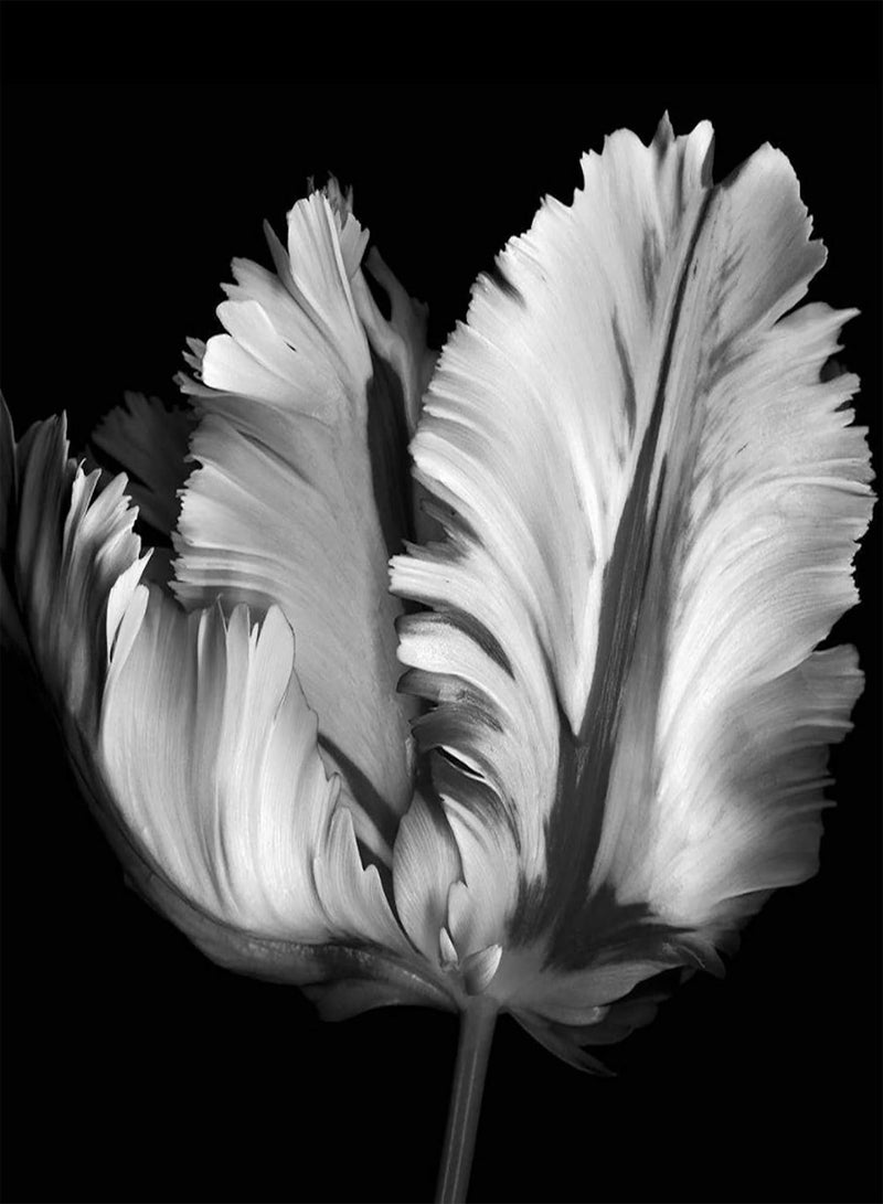 جي جوت بذور خضراء، آمنة وغير ضارة وغير معدلة وراثيًا، 30 قطعة/كيس من بذور توليب، مزدهرة طبيعيًا، متعددة الألوان، بذور بونساي براقة للحديقة - 7 بذور توليب - Image 4