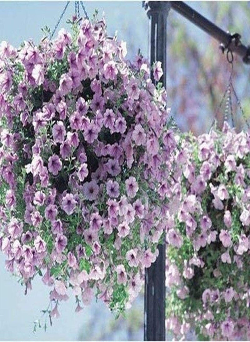 GGOOT 100Pcs Petunia Seeds Indispensable Fresh Fragrance in Courtyard Hanging Baskets Flower Decoration Garden Landscape Easy to Plant Perennial Heirloom Seed
