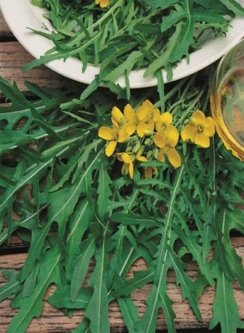 GGOOT Approx 3500 seeds of Wild Rocket Salad 