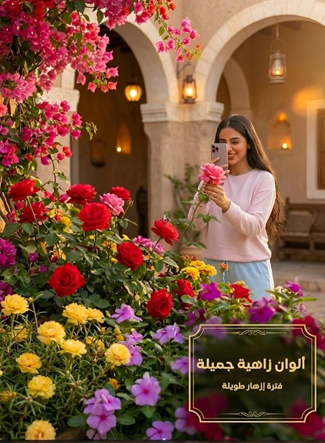 Four Seasons Flowers and Plants Seeds Set（6 packs） - Image 4