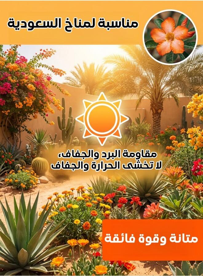 Four Seasons Flowers and Plants Seeds Set（6 packs） - Image 5