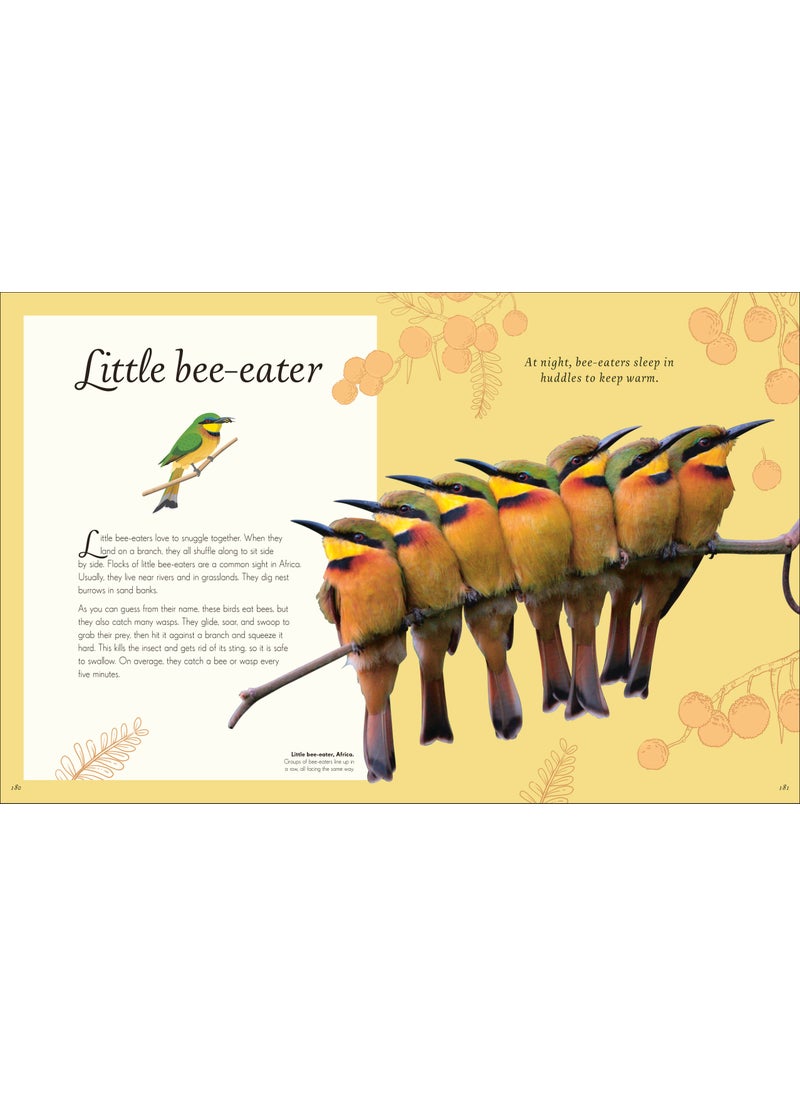 An Anthology of Exquisite Birds