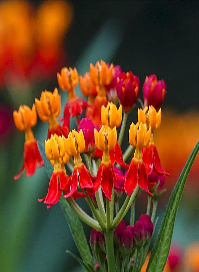 GGOOT seeds 50Pcs Milkweed seeds Heirloom Open Pollinated Non GMO Perennial Garden Flower seeds For Yard Orange - Image 2