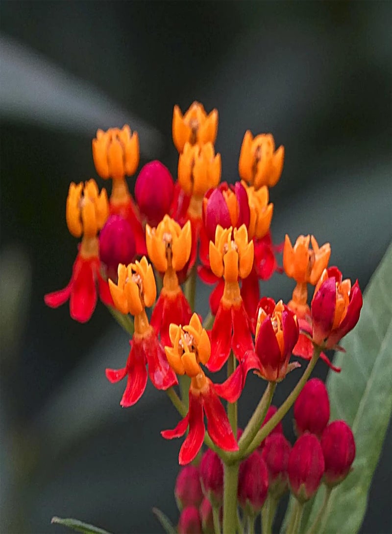 GGOOT seeds 50Pcs Milkweed seeds Heirloom Open Pollinated Non GMO Perennial Garden Flower seeds For Yard Orange - Image 3