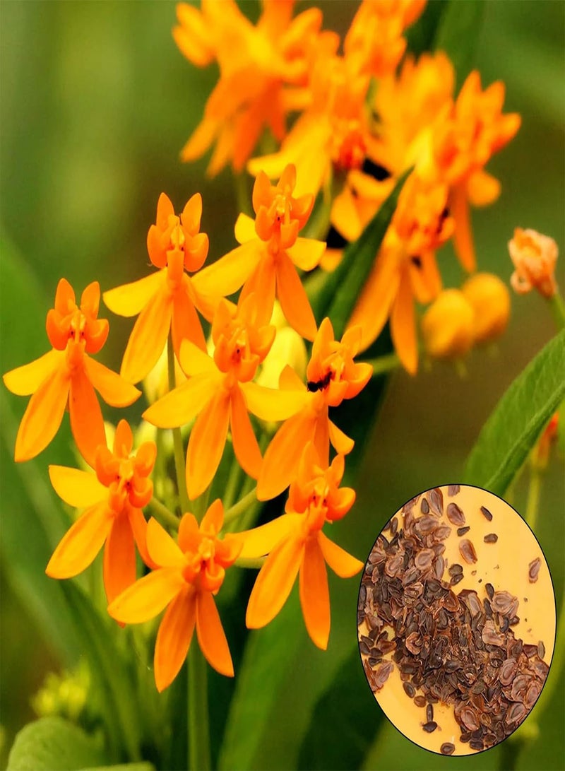 GGOOT seeds 50Pcs Milkweed seeds Heirloom Open Pollinated Non GMO Perennial Garden Flower seeds For Yard Orange - Image 1